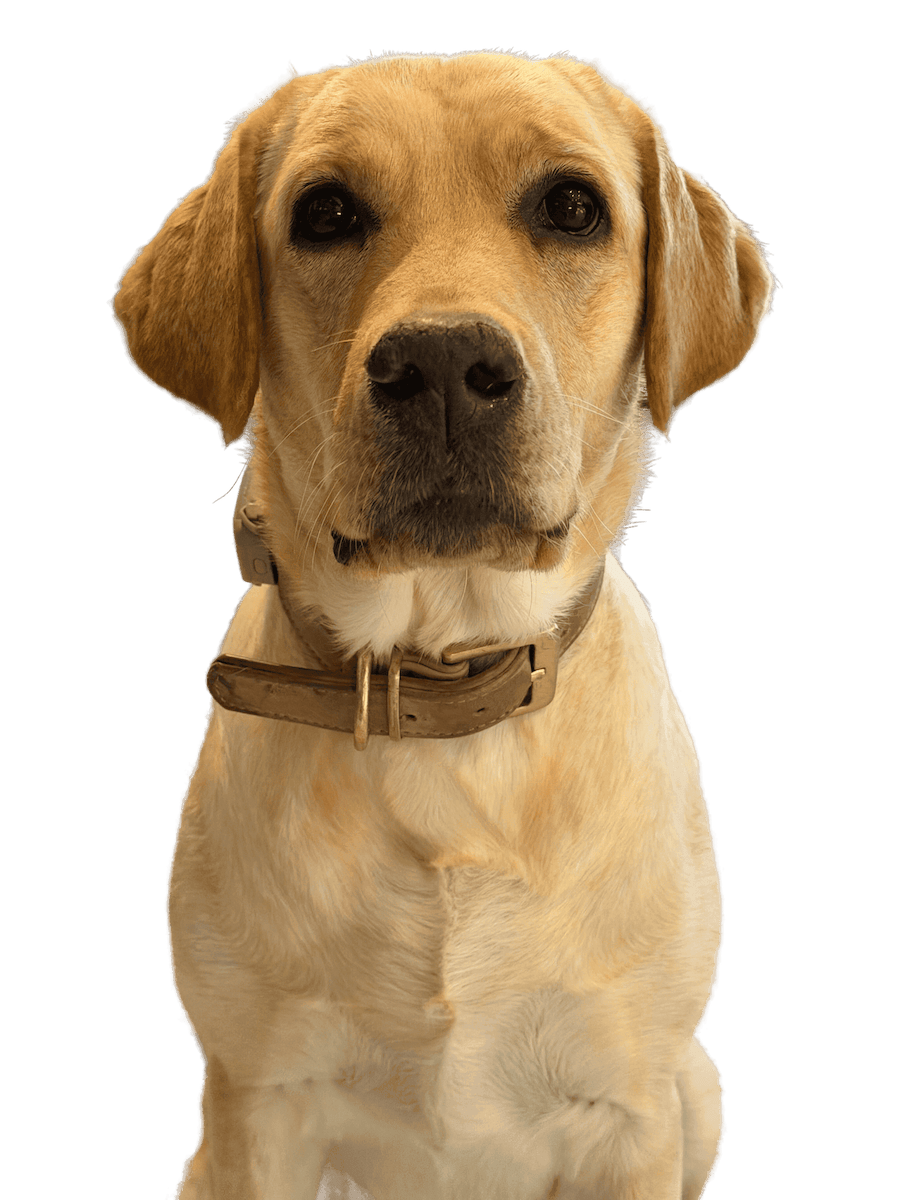 Dog wearing a TailsID QR tag