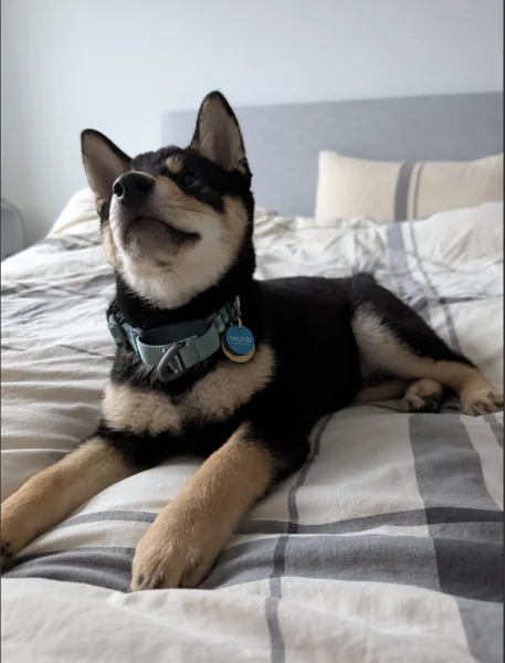 Arkadiusz's Shiba Inu