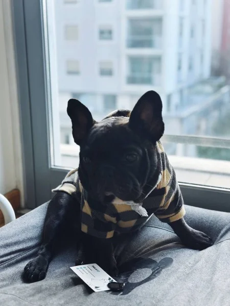 Mariia's French Bulldog